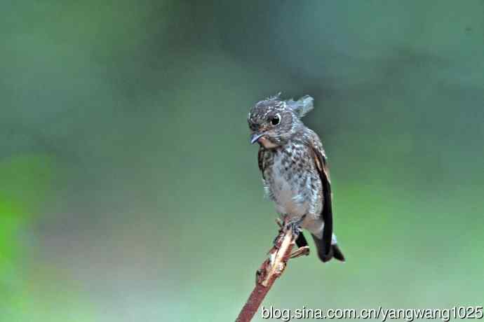 烏鶲（亚成鸟）1