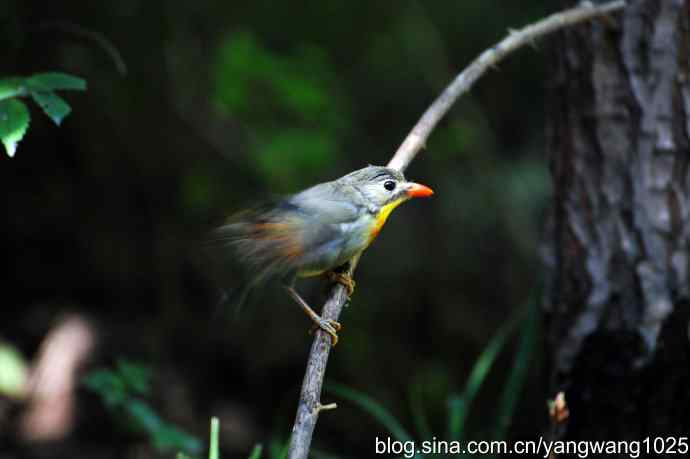 它发现了滴水的水龙头（红嘴相思鸟）