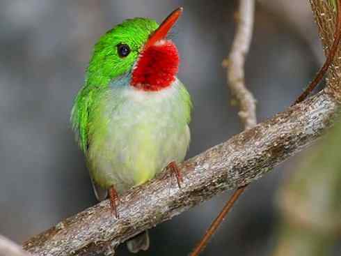 绝色攀禽：佛法僧目之短尾鴗