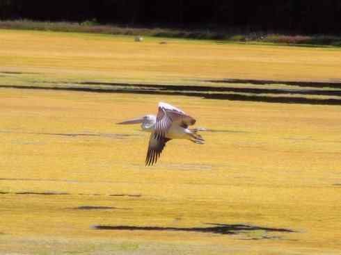 白头鸟系列：另类的美丽10（海鸥）
