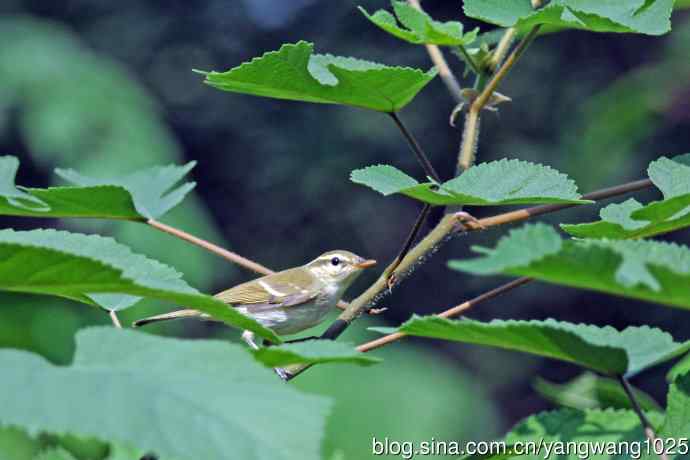 黄眉柳莺（24）