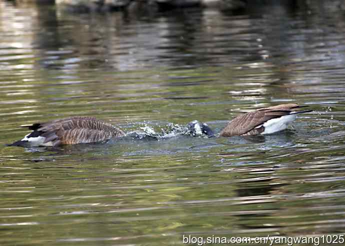 加拿大雁的婚礼（纪实）