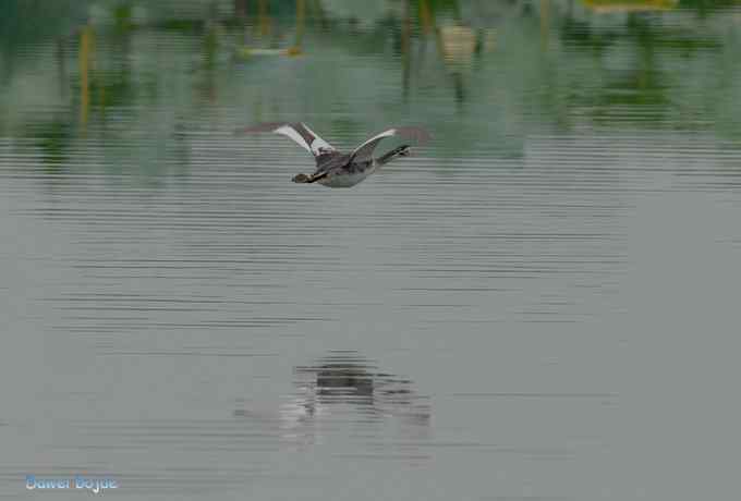 颐和园的凤头