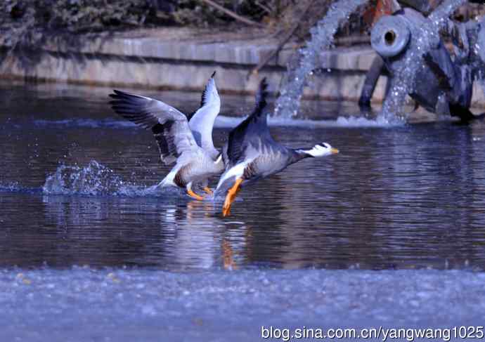 斑头雁（抓拍）9
