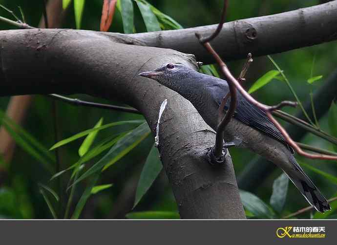 记录暗灰鹃鵙{照片】
