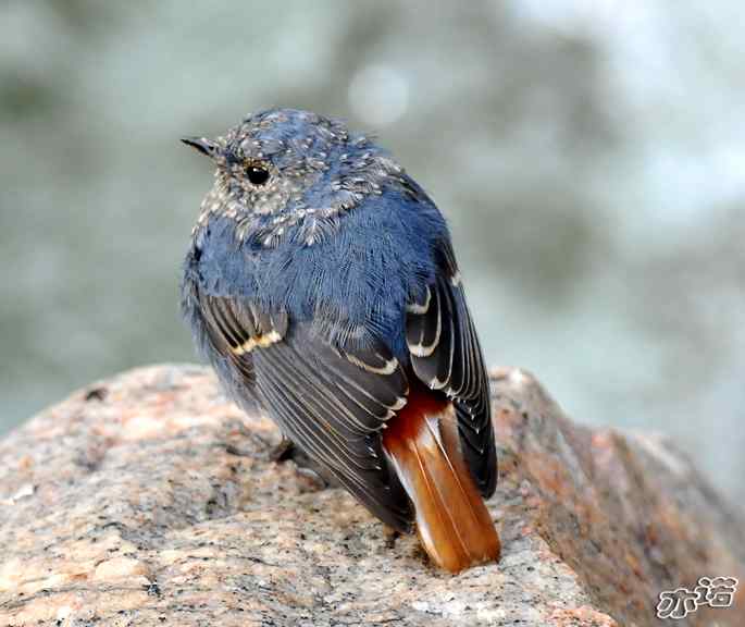河北平山 wbr路 wbr红尾水鸲 河北平山 wbr路 wbr红尾水鸲