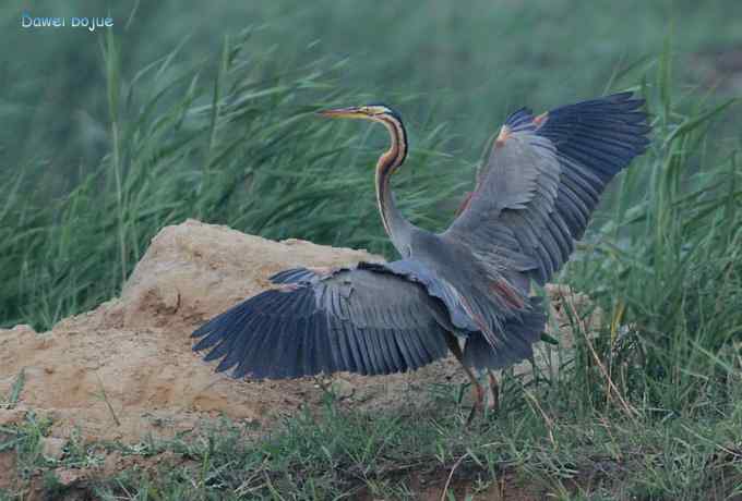 衡水湖：草鹭苍鹭黄苇鳽（终结篇）