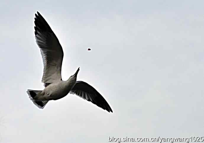飞（海鸥）6