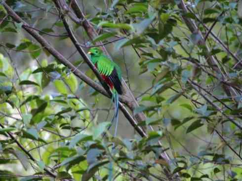鸟类之最：凤尾绿咬鹃