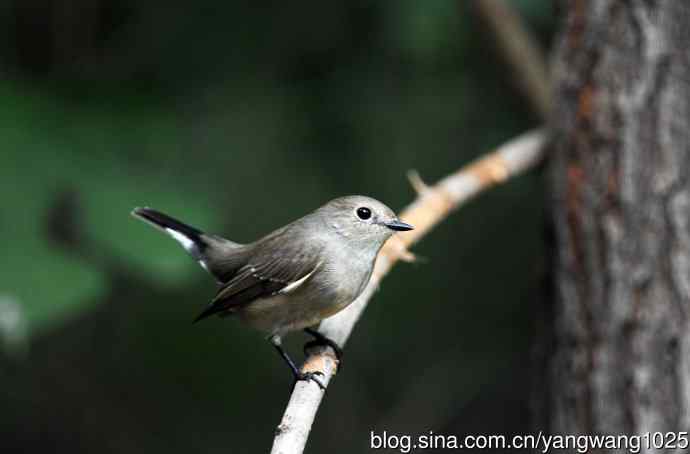 红喉姬鹟（25）