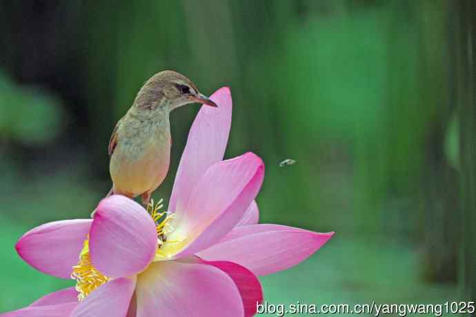 东方大苇莺与荷花（7）
