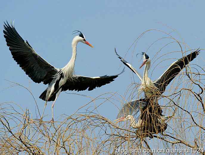 蓝天下勤劳的苍鹭