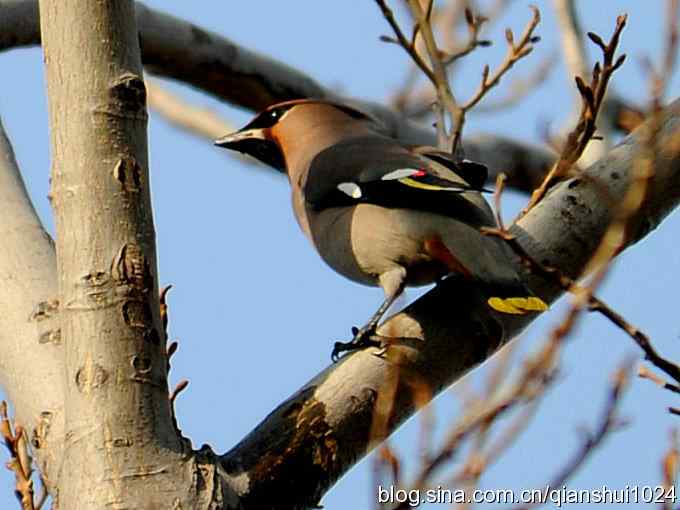 今日太平(植物园)