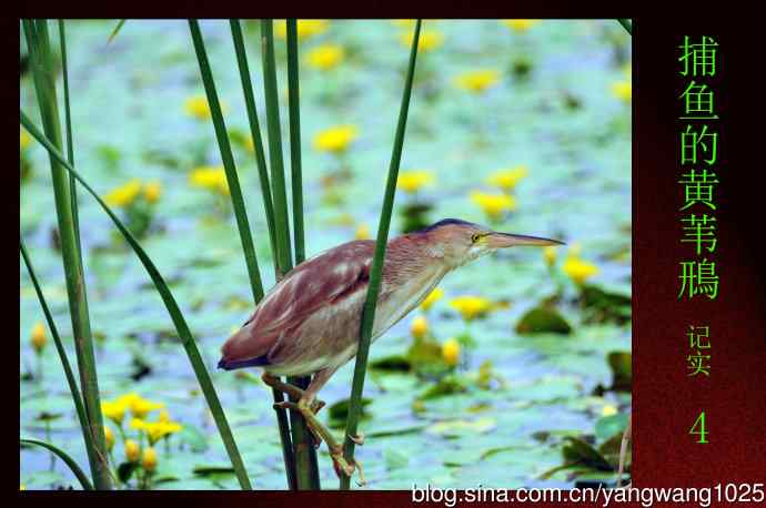 捕鱼的黄苇鳽（记实）4
