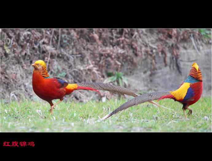 雄雉于秦 wbr下上其音