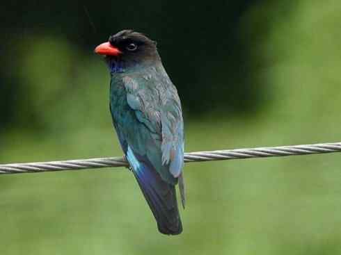 绝色攀禽：佛法僧目之三宝鸟