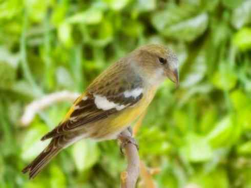 家禽驯化之源之二十六