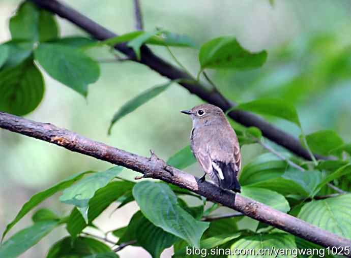 红喉歌鸲 红喉歌鸲
