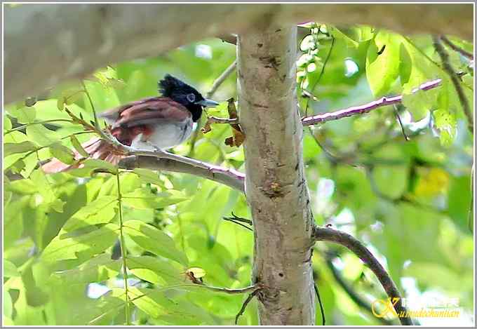记录鈥満中佧l鈥潯菊掌