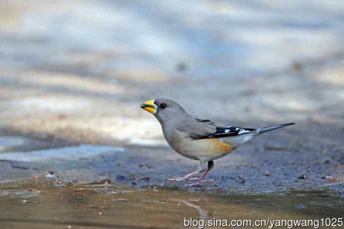 北京天坛公园的鸟类——饮水的黑尾蜡嘴雀（2）