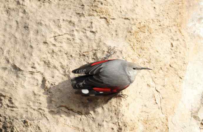 红翅悬壁灵动无比 红翅悬壁灵动无比