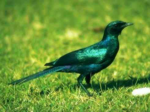 美丽无罪：雀鸟之辉椋鸟