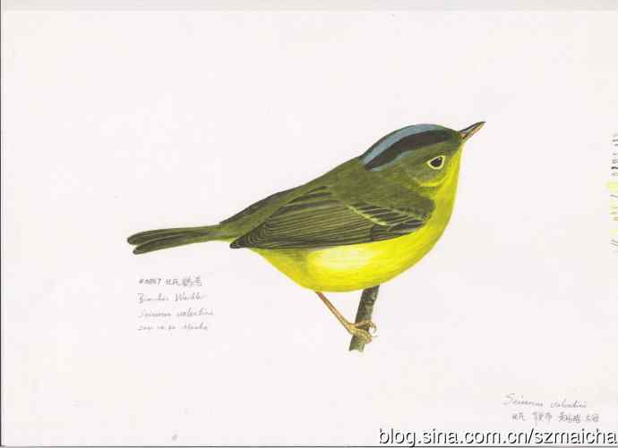 8种容易混淆的莺科鹟莺属鸟类的区别辨识图