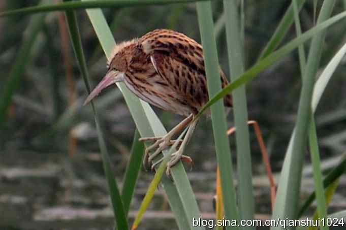 桑拿天打鸟 wbr真是乐使银(奥体公园)