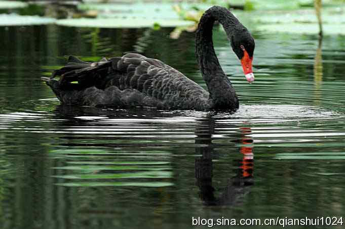 湖畔上的美丽(黑天鹅.荷.莲)