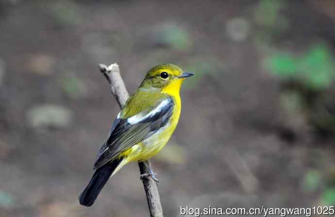 雄性绿背姬鶲（2）