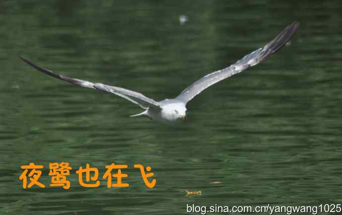 飞（海鸥与夜鹭） wbr2