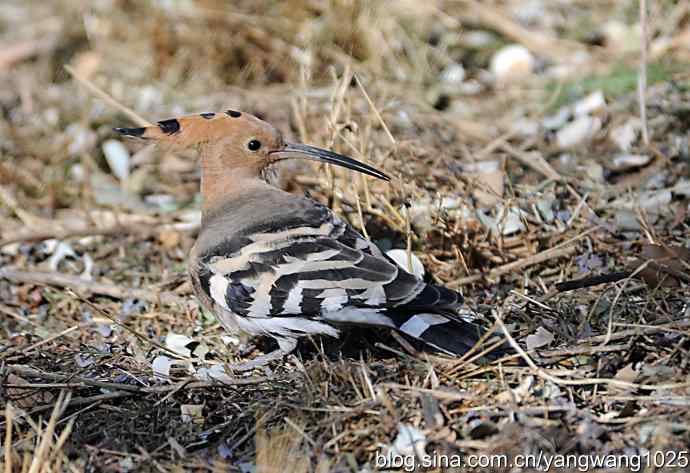 天坛公园又遇戴胜(觅食) 天坛公园又遇戴胜(觅食)