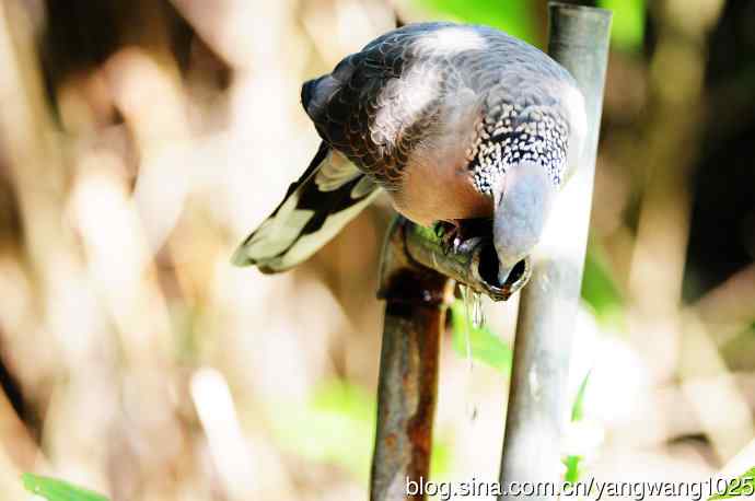 饮水的珠颈斑鸠（续）