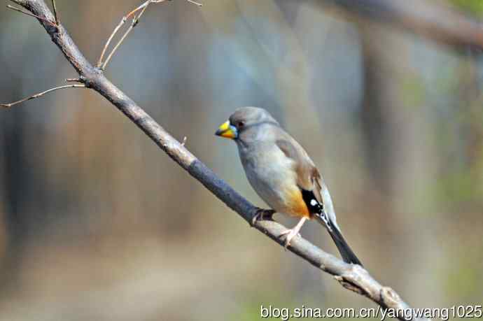 雌性黑尾蜡嘴雀（1）
