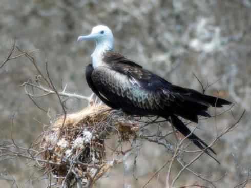 天生猎手：非猛禽类猎手之五（海上霸主军舰鸟、海鸥）
