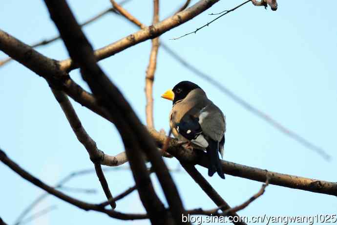 黑头蜡嘴雀（1）