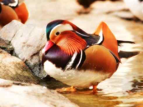 欣赏：美丽的栖鸭2