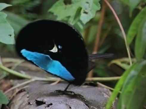 美丽无罪:雀鸟之极乐鸟 美丽无罪:雀鸟之极乐鸟