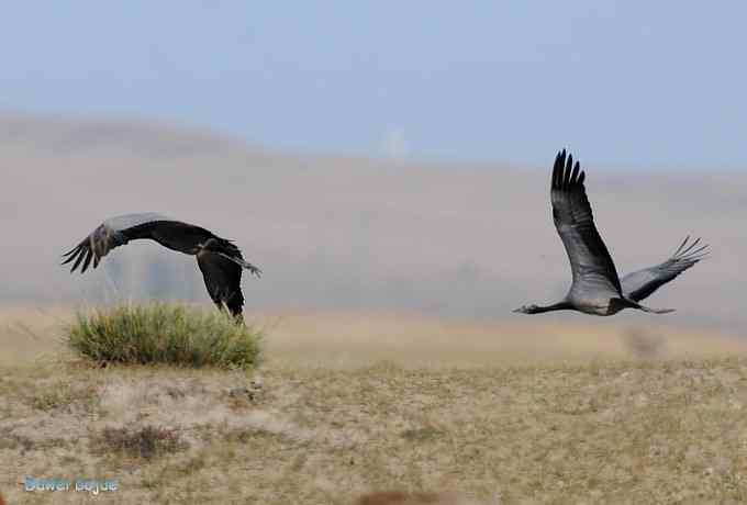 达里诺尔湖的蓑羽鹤