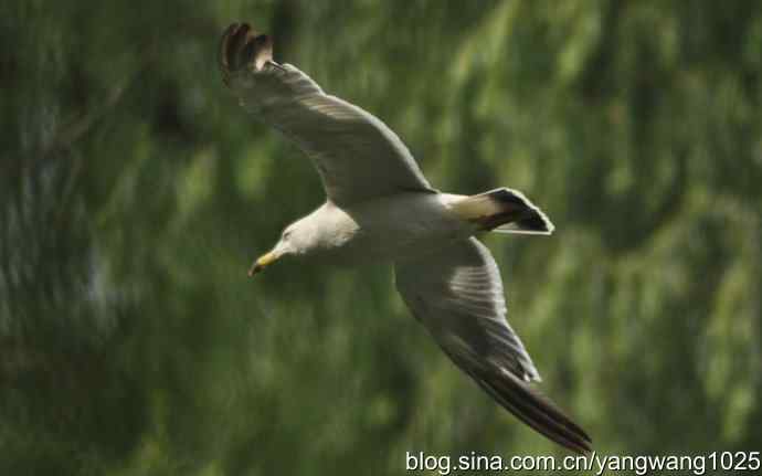 飞（海鸥） wbr1