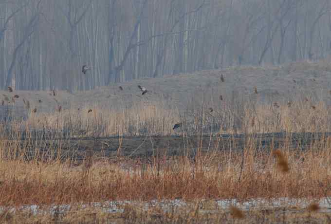 汉石桥湿地的斑嘴鸭 汉石桥湿地的斑嘴鸭