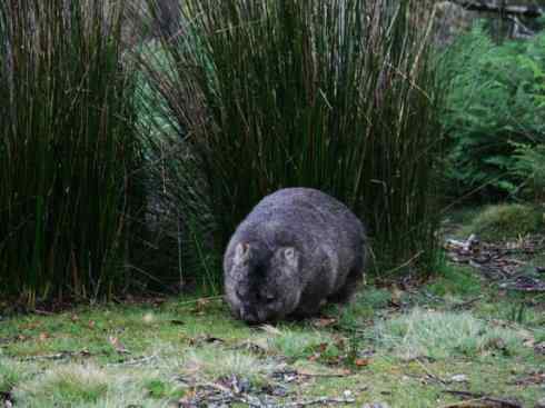 动物世界:山寨还是原创之十二 动物世界:山寨还是原创之十二