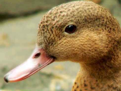 欣赏：美丽的钻水鸭2