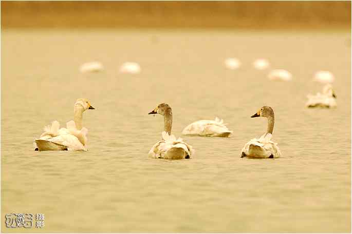  点击图片或使用键盘← →翻页