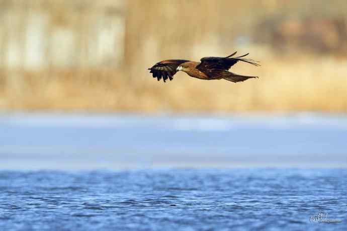 对黑耳鸢K07-012837的12次记录 对黑耳鸢K07-012837的12次记录