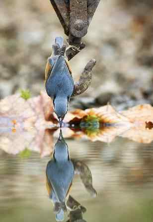 世界上唯一一种低着头活动的鸟类——五子雀(Nuthatch) 水中顾影自怜