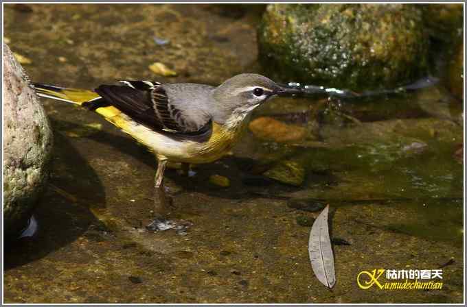 灰鹡鸰的沐浴秀【照片】