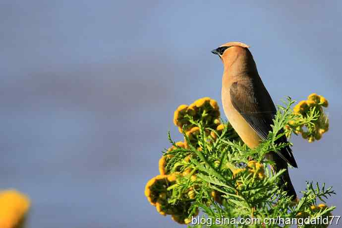 雪松太平鸟（6）