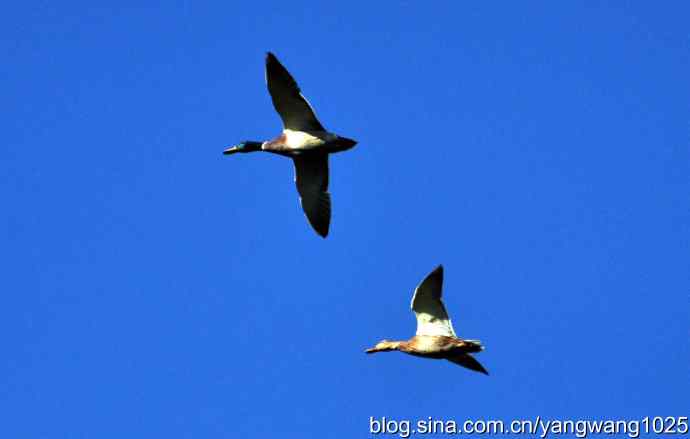 飞 wbr（绿头鸭）