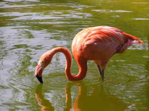 极品红色鸟类：火烈鸟